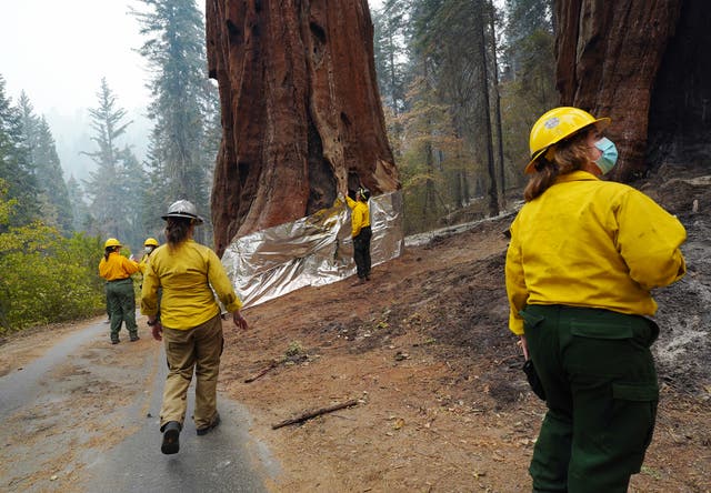 <p>National Park Service staff inspect the insulated structure protection wrapped base of one of the Four Guardsmen giant sequoias during a tour of the KNP Complex fire burn area around Giant Forest on September 30, 2021 in Sequoia National Park, California. </p>