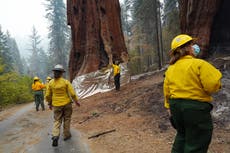 California wildfires have killed almost 20% of world’s giant sequoias over past two years