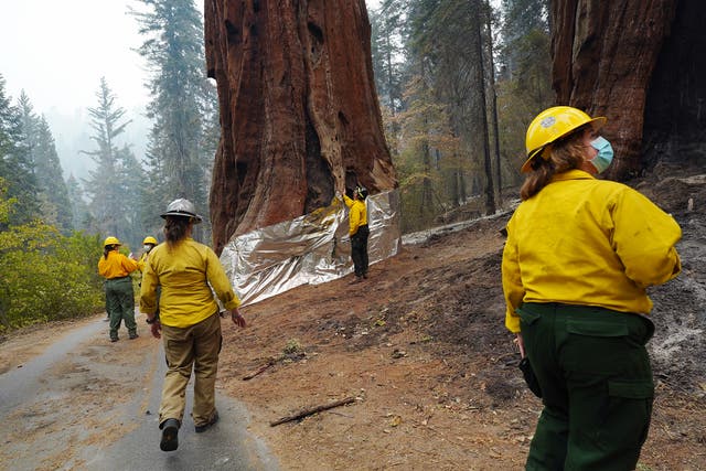 <p>National Park Service staff inspect the insulated structure protection wrapped base of one of the Four Guardsmen giant sequoias during a tour of the KNP Complex fire burn area around Giant Forest on September 30, 2021 in Sequoia National Park, California. </p>