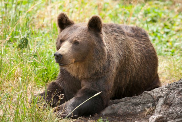 <p>France began importing brown bears from Slovenia in the 1990s, when its own population in the Pyrenees was heading for extinction</p>