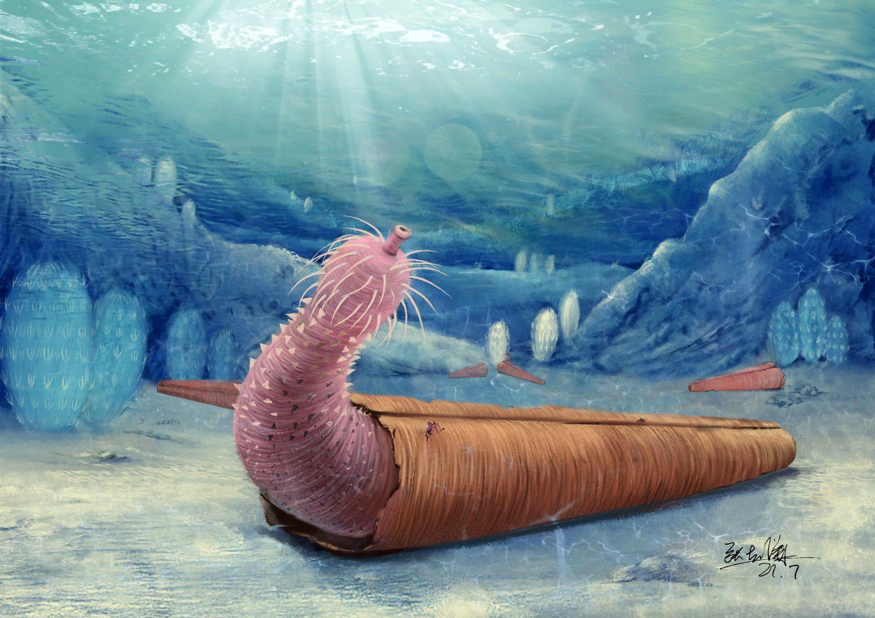 An artist’s impression of the penis worm inhabiting a hyolith shell