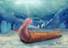 Prehistoric ‘penis worms’ were the first creatures to use discarded shells to avoid predators, study finds