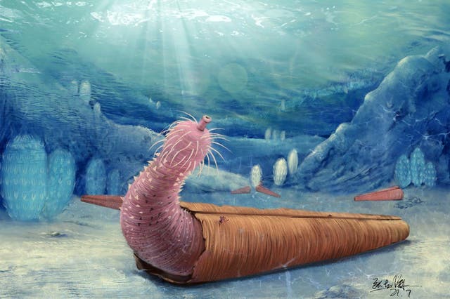 <p>An artist’s impression of the penis worm inhabiting a hyolith shell</p>