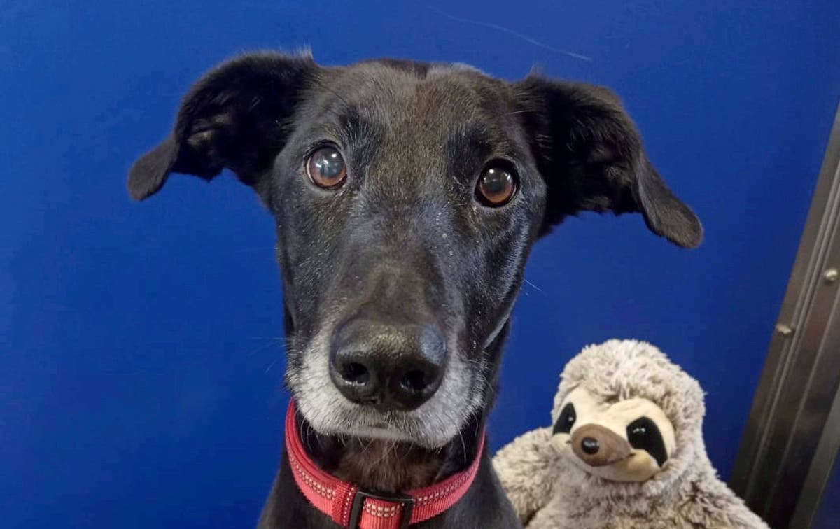Dillon The Lurcher Dog Still Waiting For New Home In Cornwall Two Years After He Was Found Guarding Dead Owner S Body The Independent