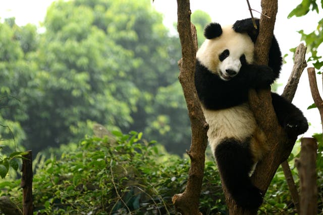 <p>Standout species: But the giant panda  is actually cleverly camouflaged </p>