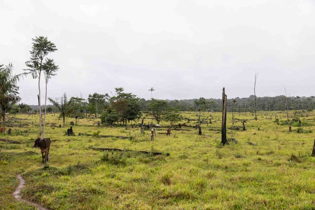 <p>Members of the Indigenous community are fighting to curb deforestation, but farmers say cutting down trees is necessary for them to make a living out of livestock</p>