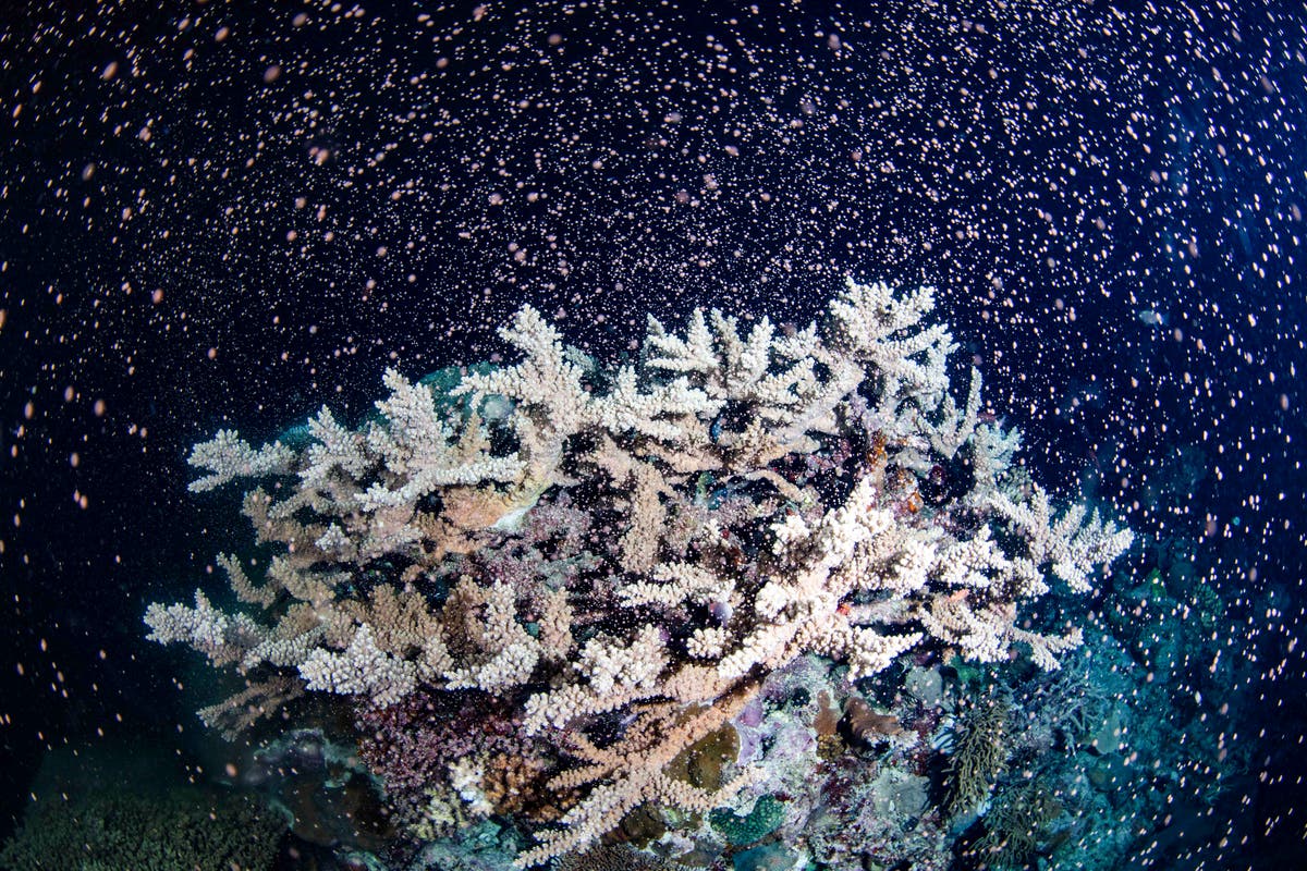 Australia’s Great Barrier Reef erupts in colour as corals spawn