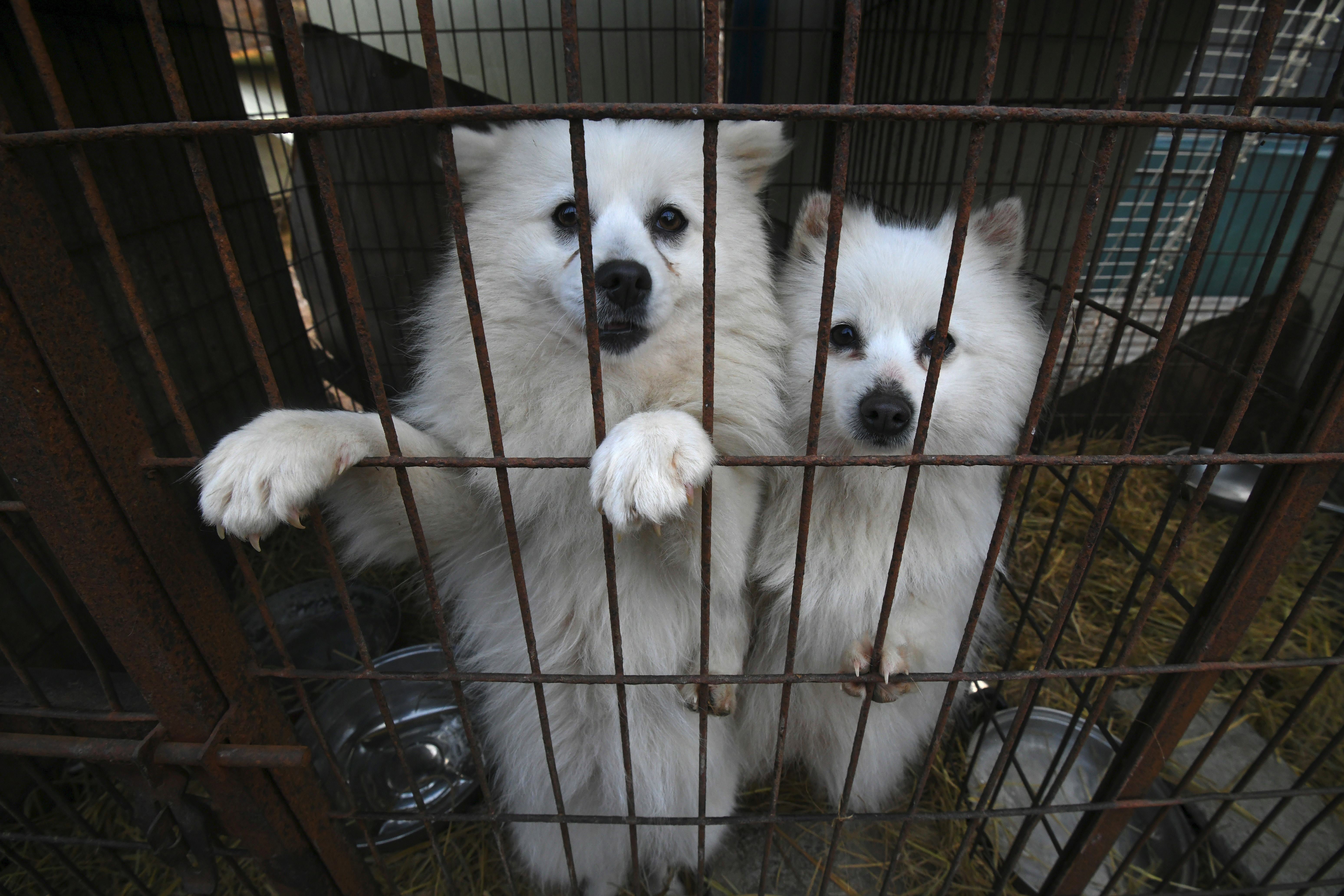 <p>Dogs look out from a cage at a dog farm during a rescue by the Humane Society International in Hongseong on 13 February 2019</p>