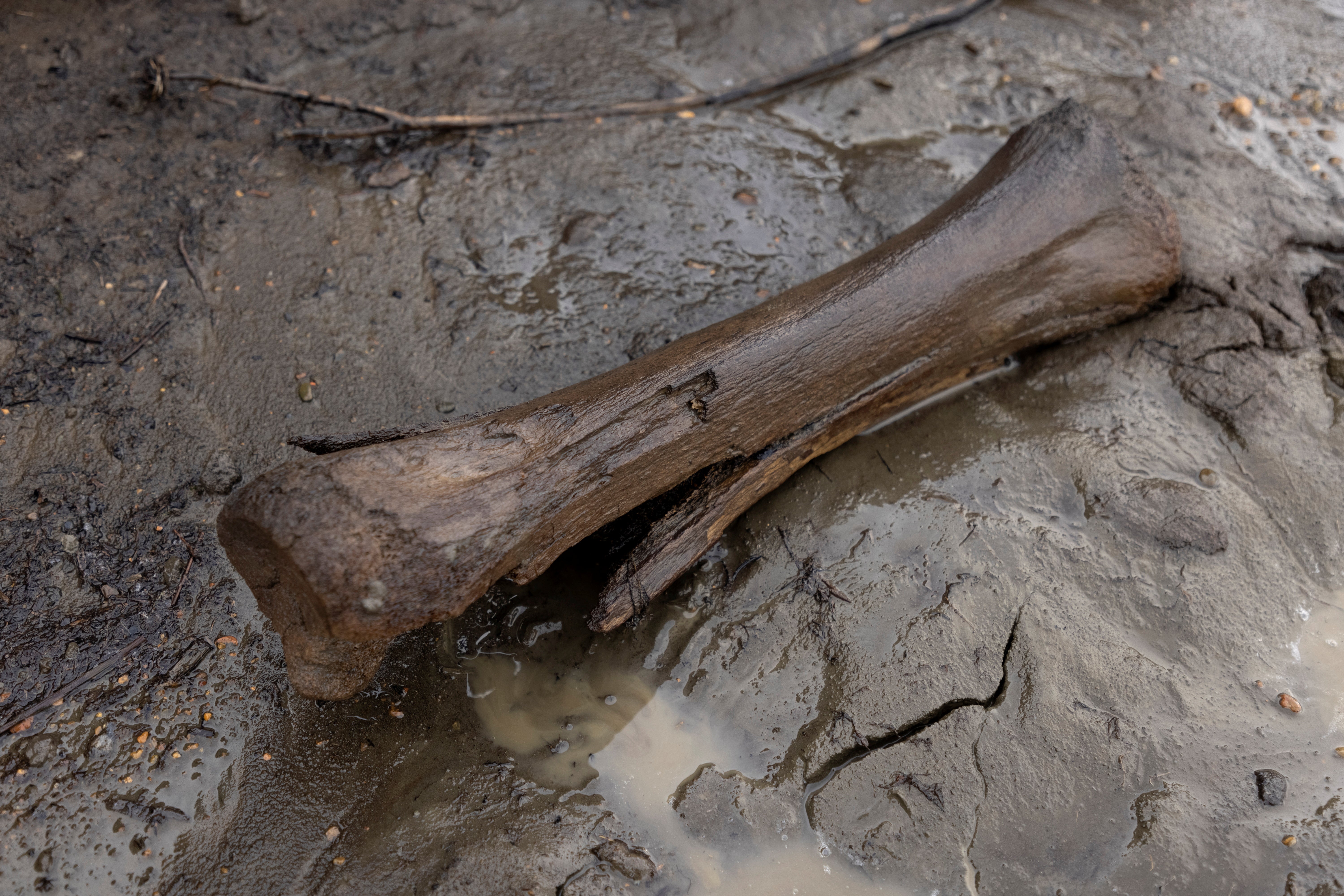 A bone is seen on the bank of the Kolyma river