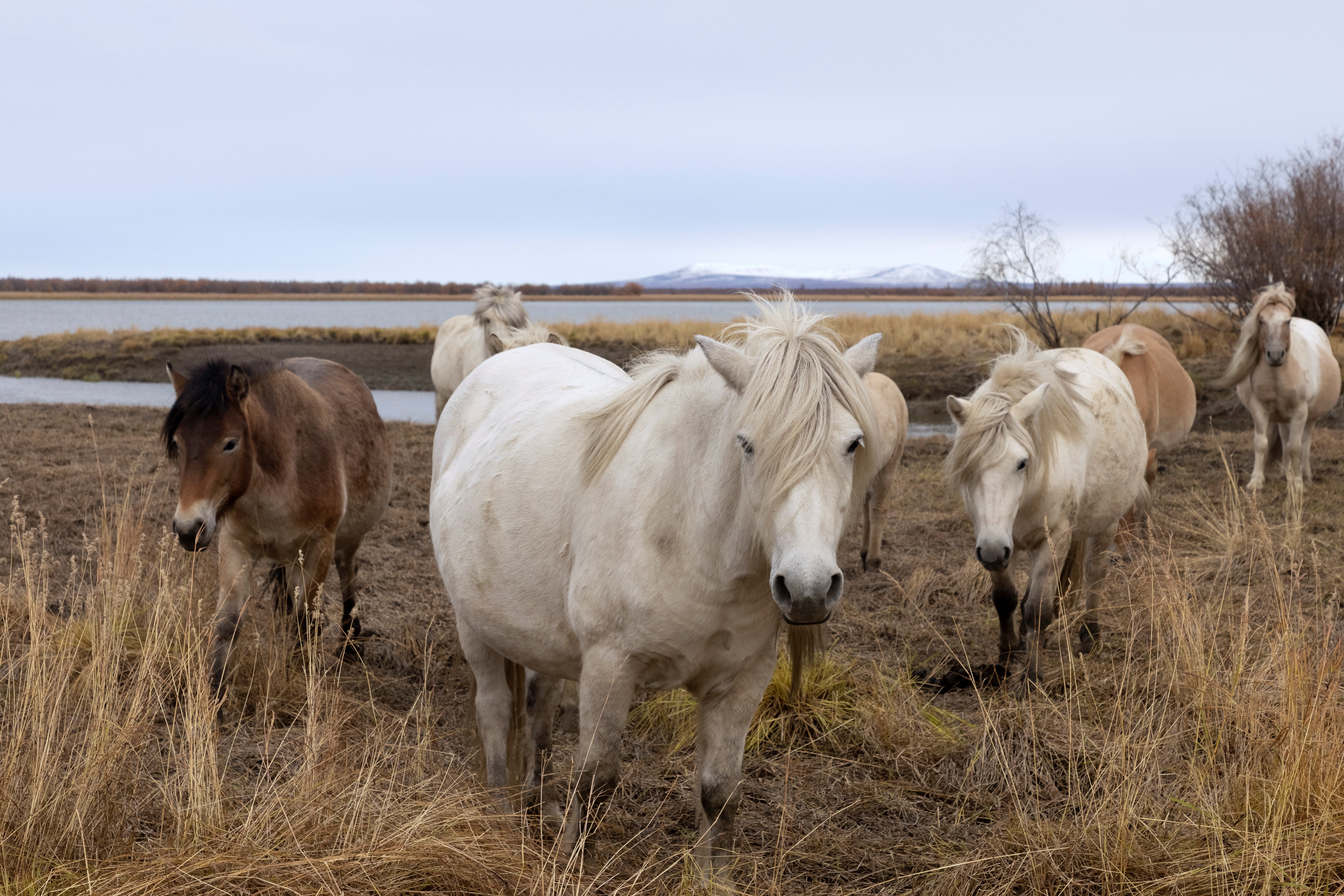 Horses graze on the grounds of the Pleistocene Park