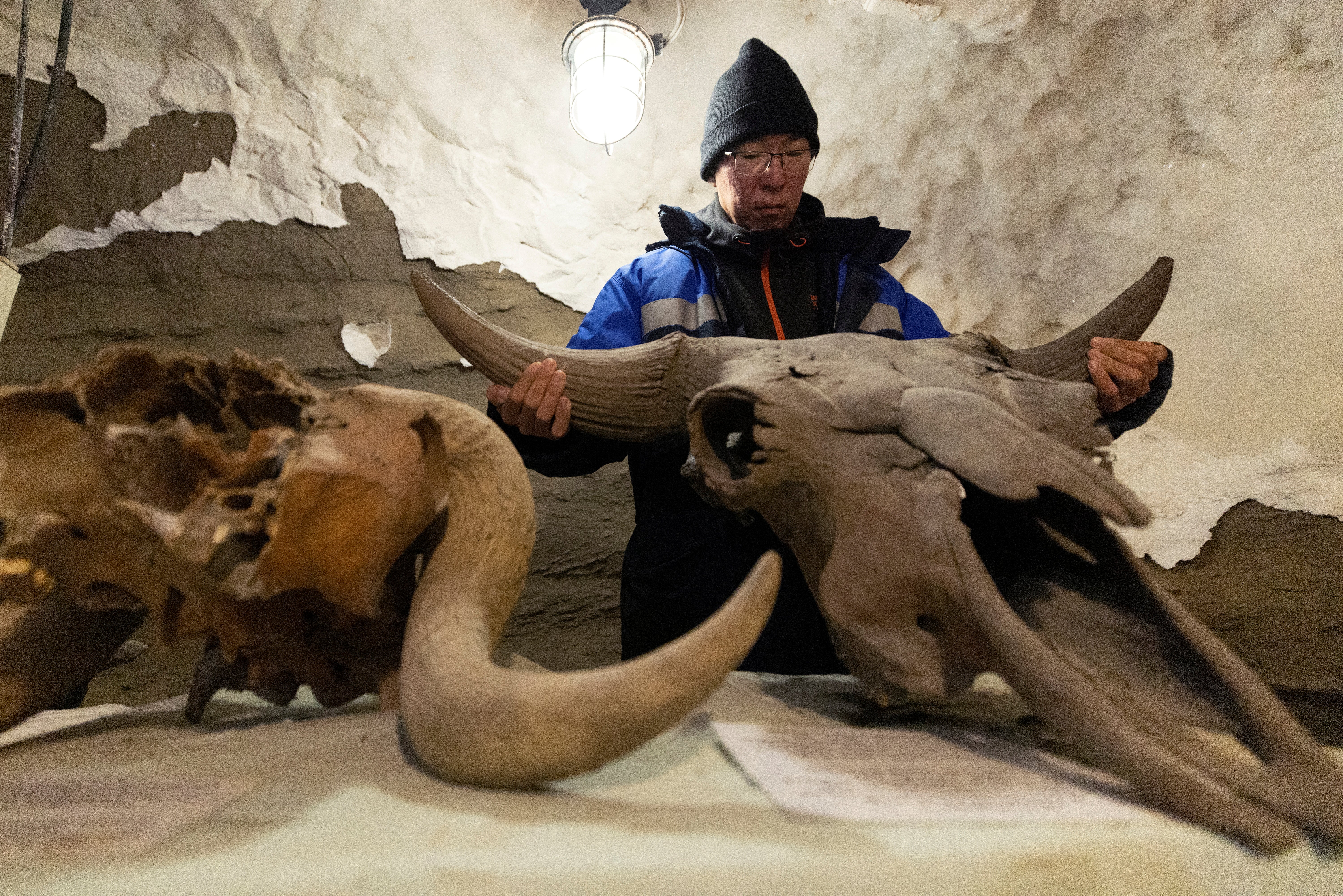 Nikolay Basharin, a scientist, holds a bull's skull in an underground permafrost laboratory