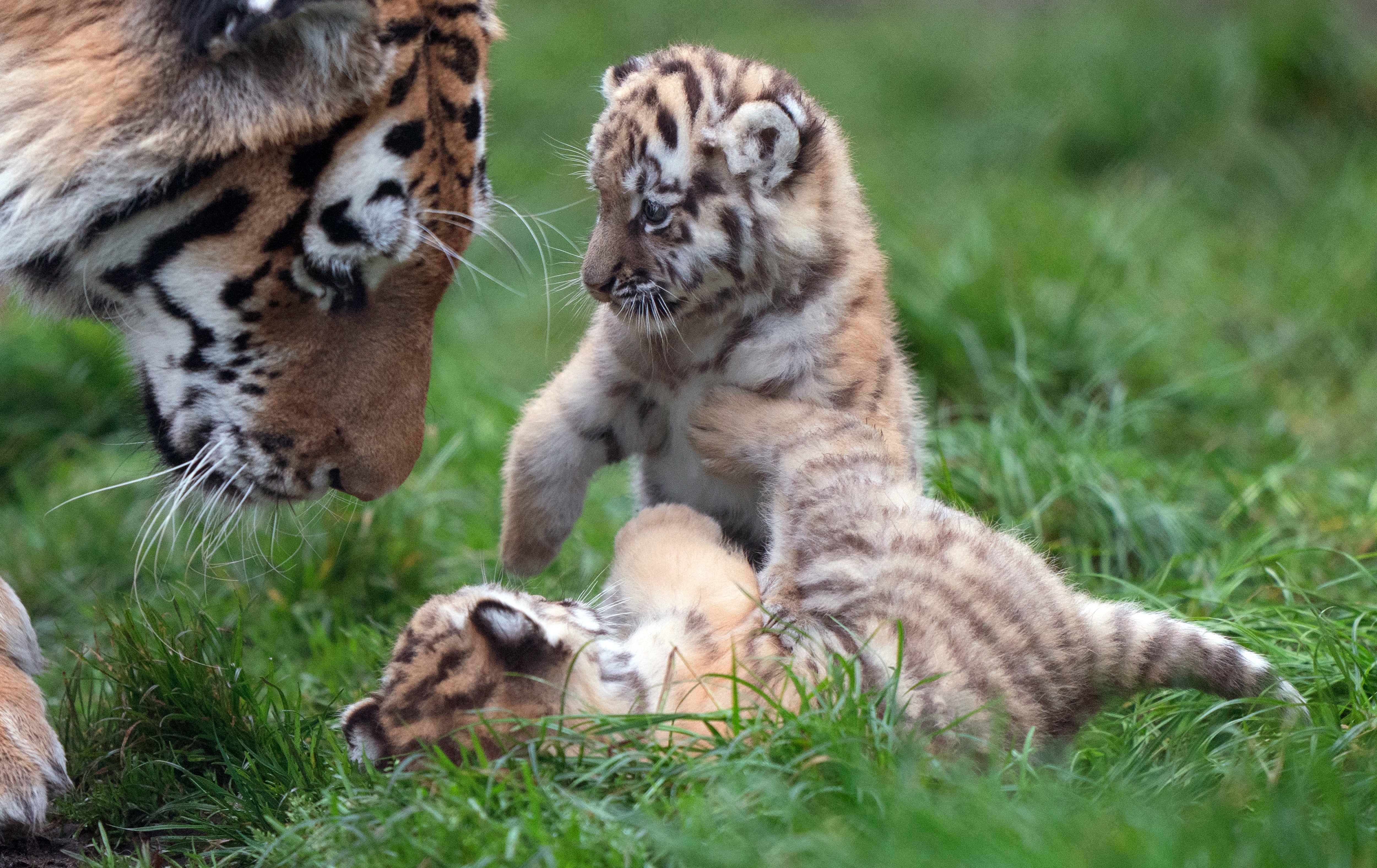 Amur tigers are the largest of the world’s big cats as well as the heaviest