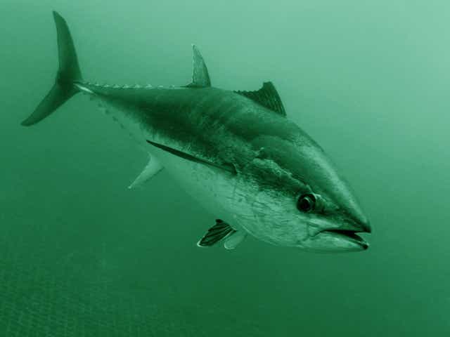 Bluefin tuna can grow to 12 feet long and hit speeds of 43mph