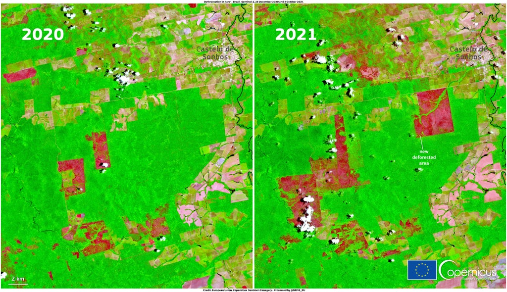 Satellite images reveal accelerated rate of tree loss in Amazon this year
