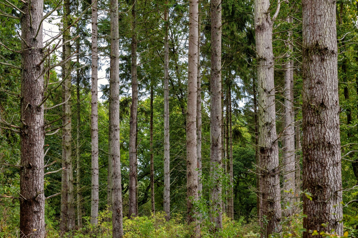 Half a million trees to be planted to tackle extreme weather and 'make Britain wet again’