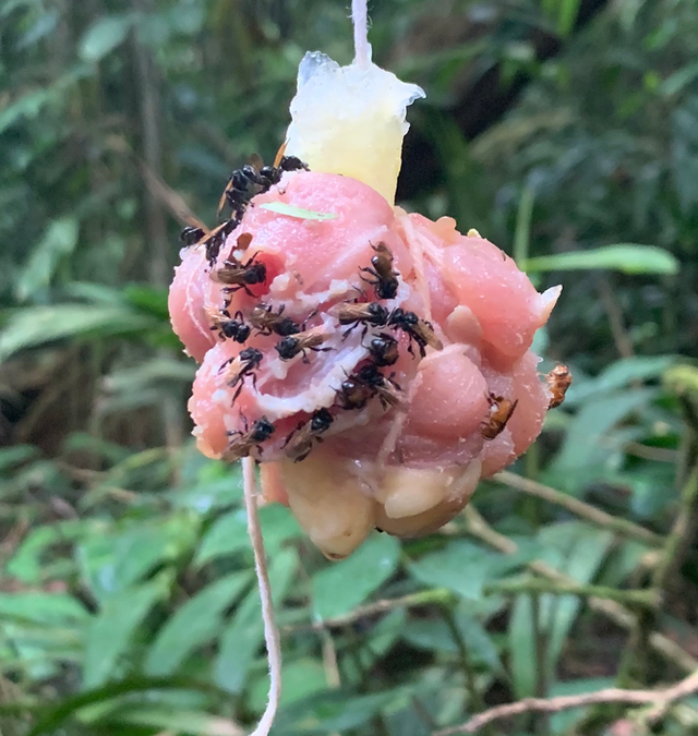 Cebos de pollo crudo que atraen a las abejas buitre en Costa Rica.