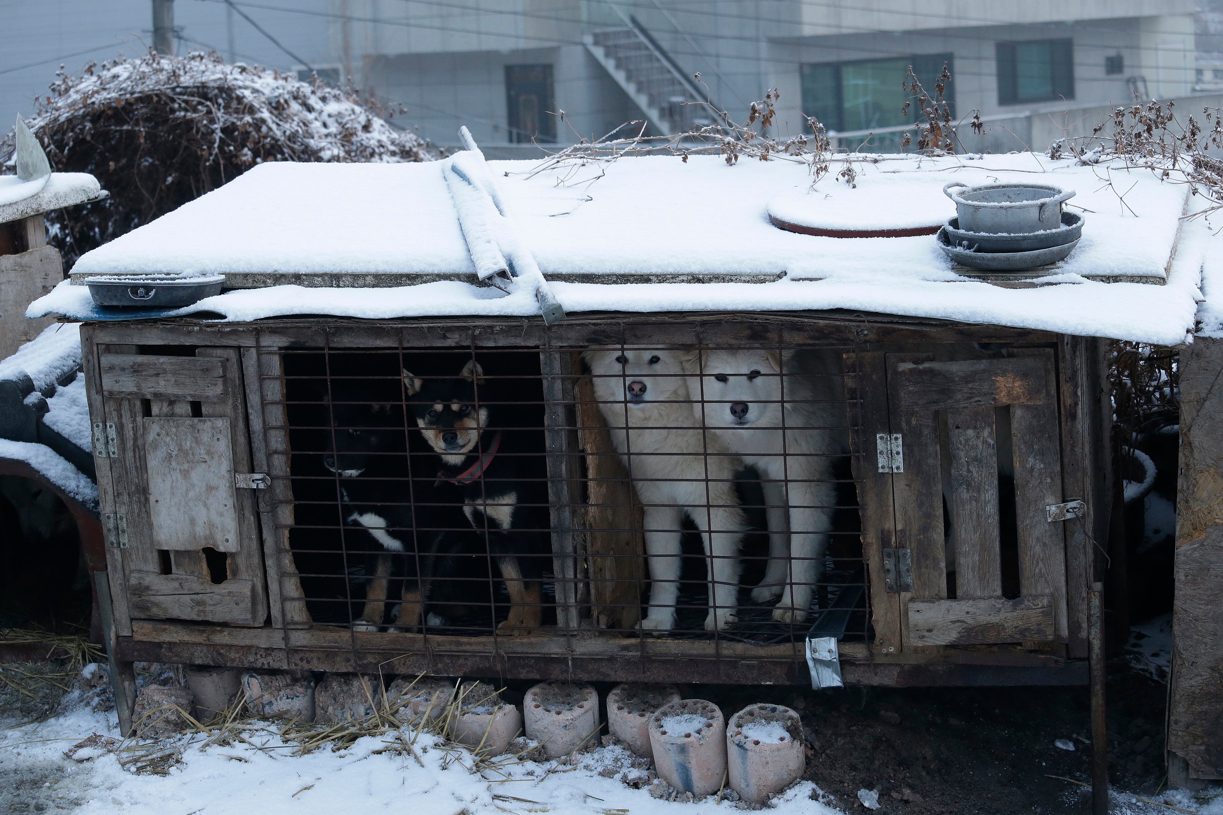 File: Dogs are seen in a cage at a dog meat farm in Siheung, South Korea