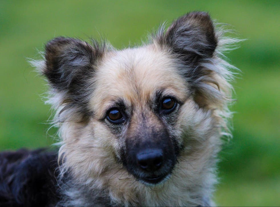<p>Epiphany, a mixed-breed dog at Oakwood Dog Rescue</p>