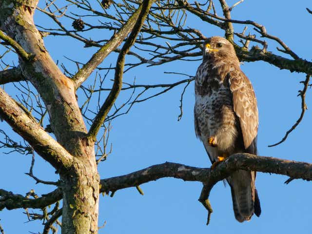 <p>Raptors were killed in greater numbers than ever last year </p>
