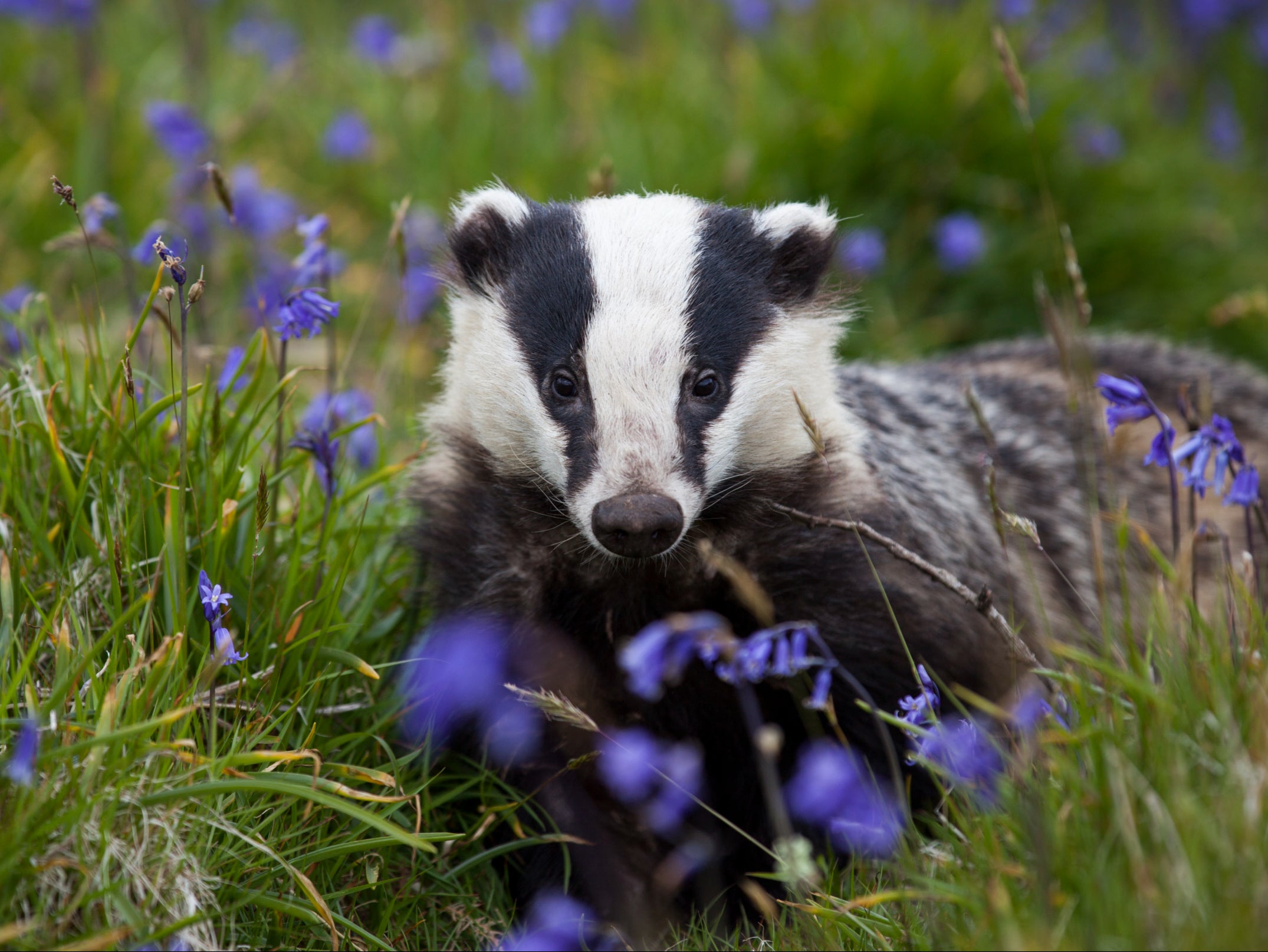Tens of thousands of badgers are killed each year