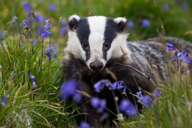 <p>Tens of thousands of badgers are killed each year </p>