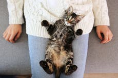 All cats have ‘an element of psychopathy’, according to new study