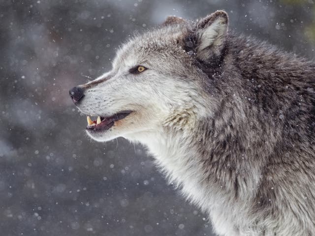 <p>The wolf was allegedly shown off in a bar before it was killed </p>