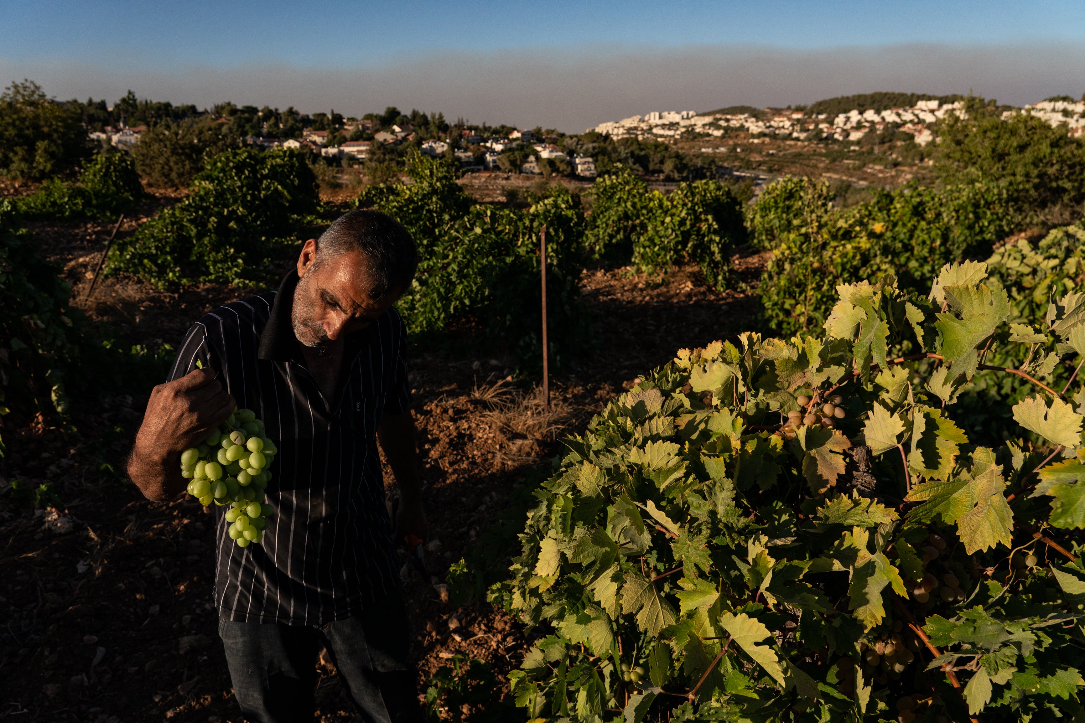 Mahmoud Dadooh harvests grapes on his farm near Bethlehem in the West Bank