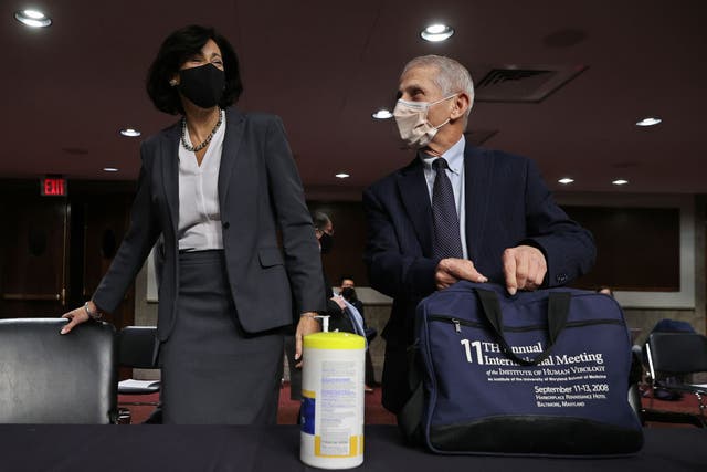 <p>Drs Rochelle Walensky and Anthony Fauci at a Senate hearing</p>