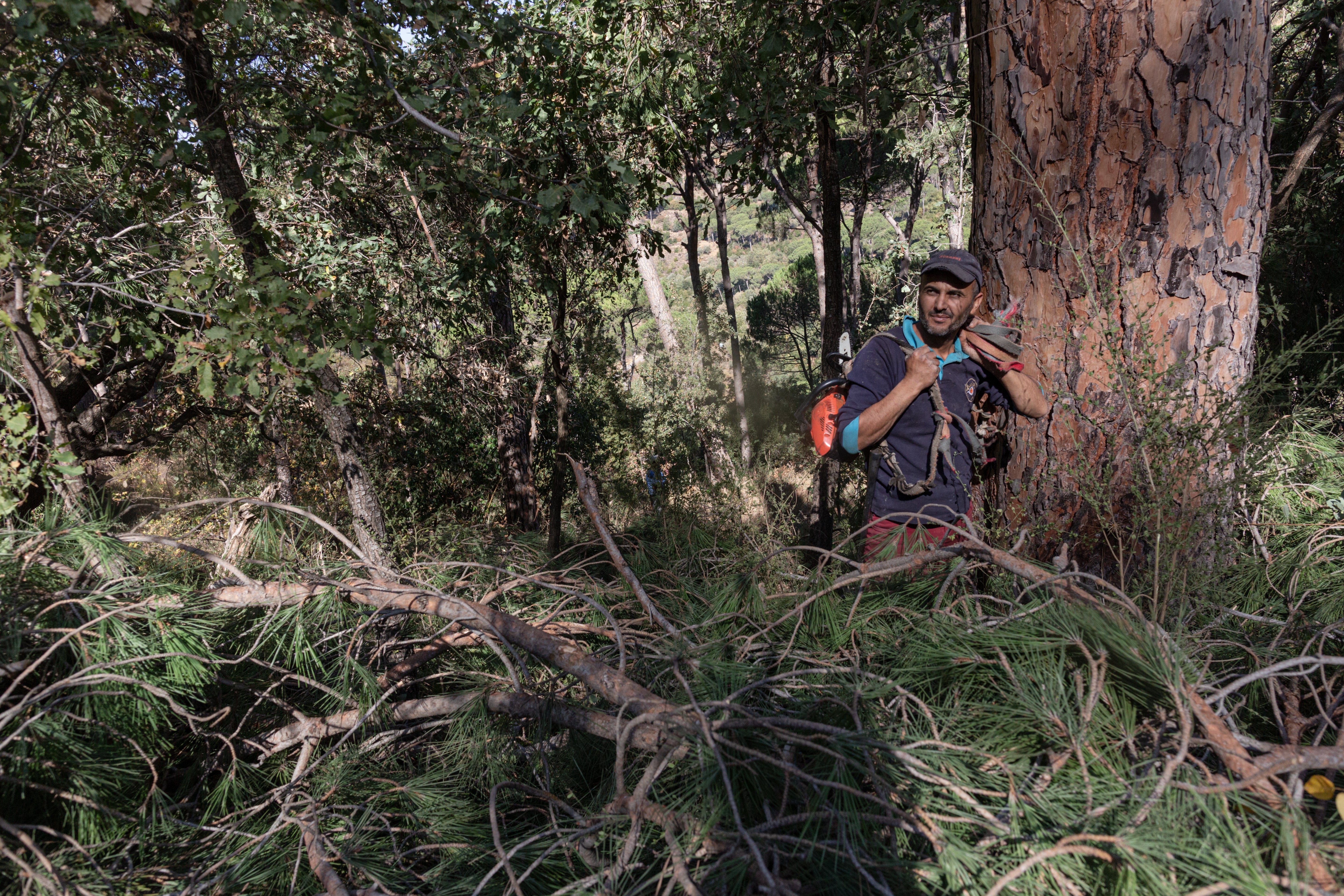 Shukri Yahiya stands by pruned branches of a pine tree in the Mtein forest