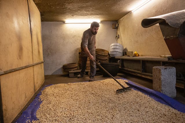 <p>Sameh Hmaideh rakes pine seeds ready for toasting</p>