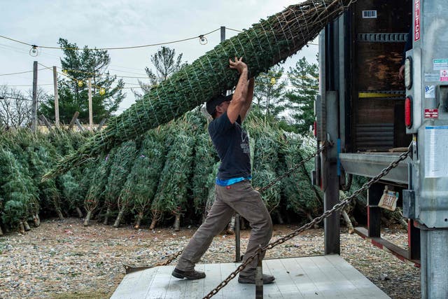 <p>Christmas tree grower Illan Kessler, 48, loads a truck in Nashua, New Hampshire on 21 November 2021</p>