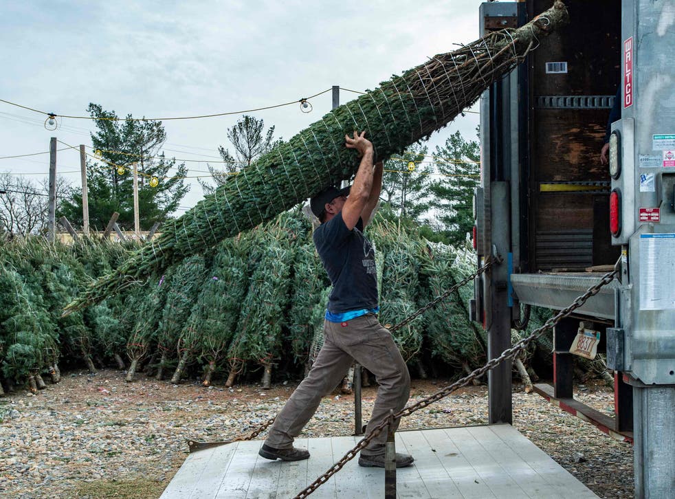 <p>Christmas tree grower Illan Kessler, 48, loads a truck in Nashua, New Hampshire on 21 November 2021</p>