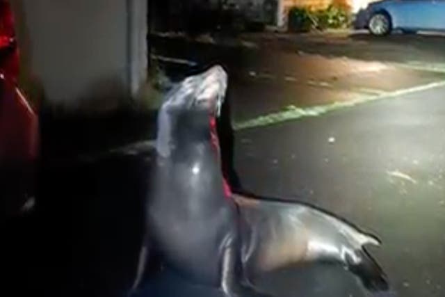 <p>The sea lion that was found wondering in Lincoln City, Oregon, on Friday </p>