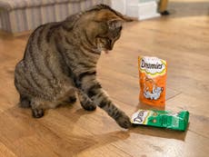 Is my cat addicted to pet treats?