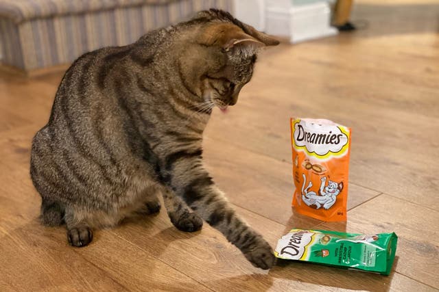 <p>Poppy and her Dreamies </p>