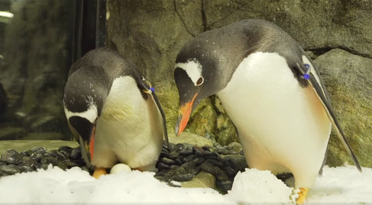 Same-sex penguin couple celebrates three-year anniversary