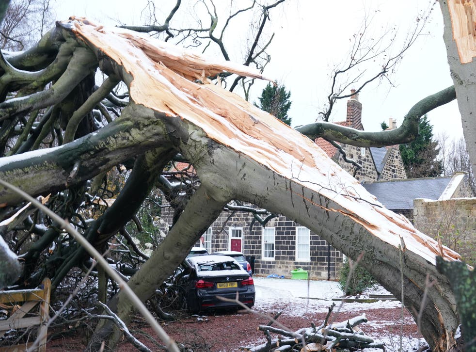 A fallen tree in New York in North Tyneside (Owen Humphreys/PA)