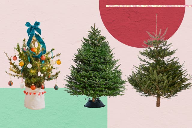 <p>Try to place your tree away from heat sources such as radiators, as these can dry out your tree and shorten its lifespan</p>