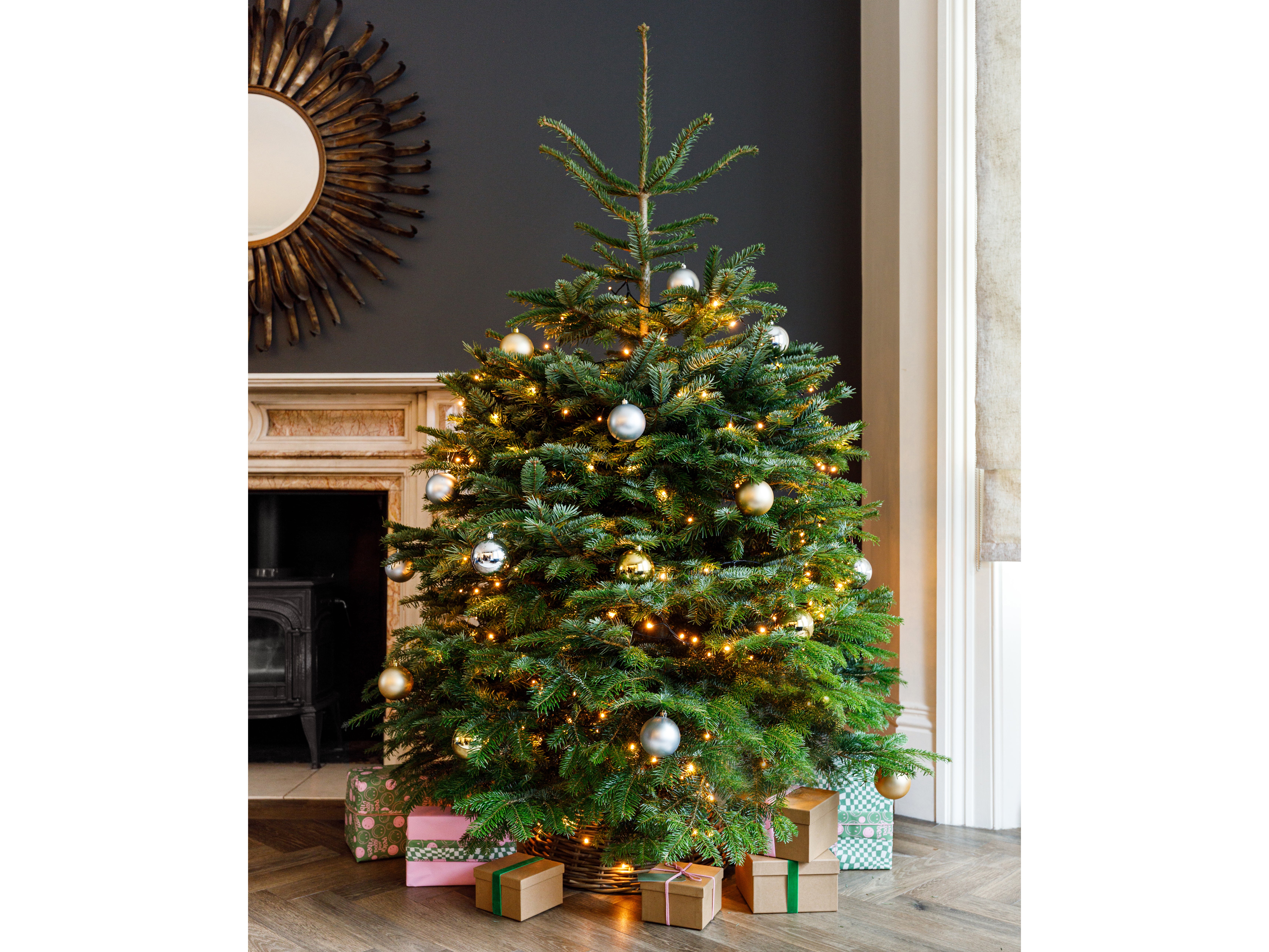 Christmas Tree Luxury Forest Green Traditional 4 sizes Caucasian Fir Bushy 