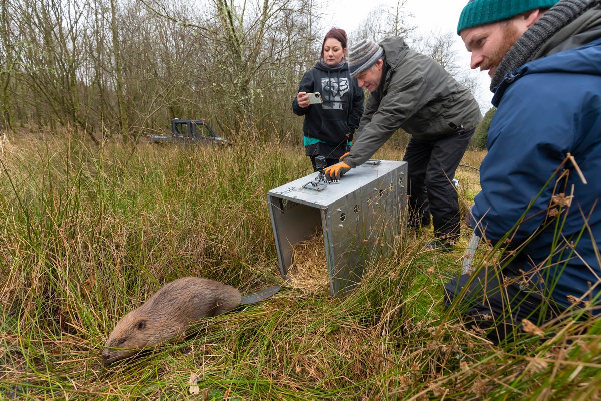 Squashed Beaver Beavers saved from culling in ‘groundbreaking’ move | The Independent