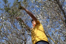 Wielding saws, shears and shovels, Israeli settlers ramp up attacks on Palestinians during olive harvest