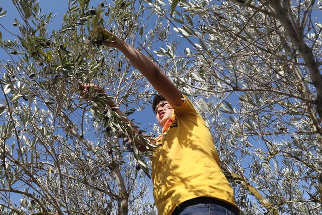 <p>A Palestinian farmer collects olives on the outskirts of the West Bank village of Al Sawiya</p>