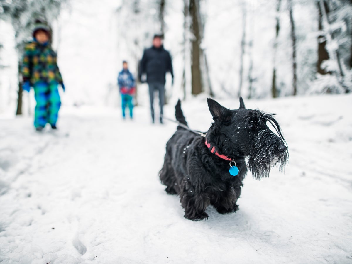 How do you know when it’s too cold to walk your dog?