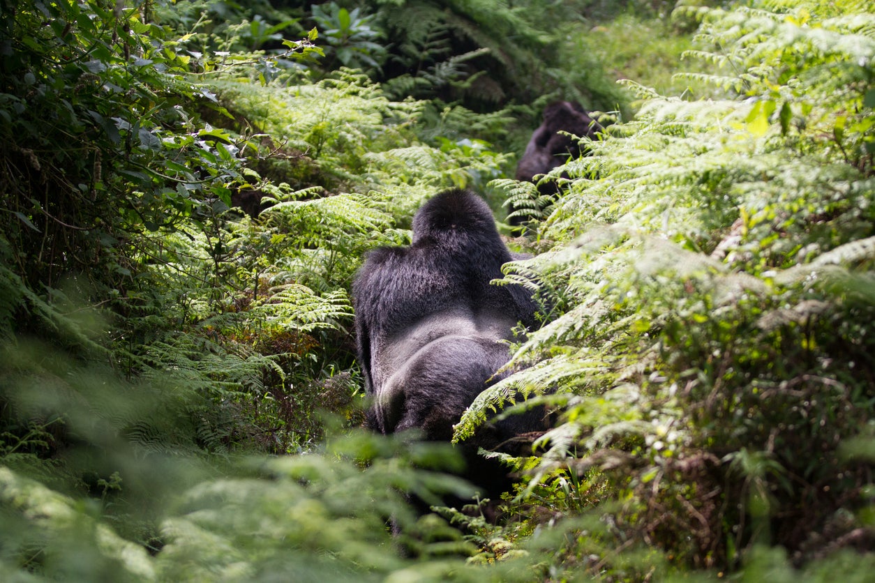 Mountain gorillas in Mount Mgahinga National Park