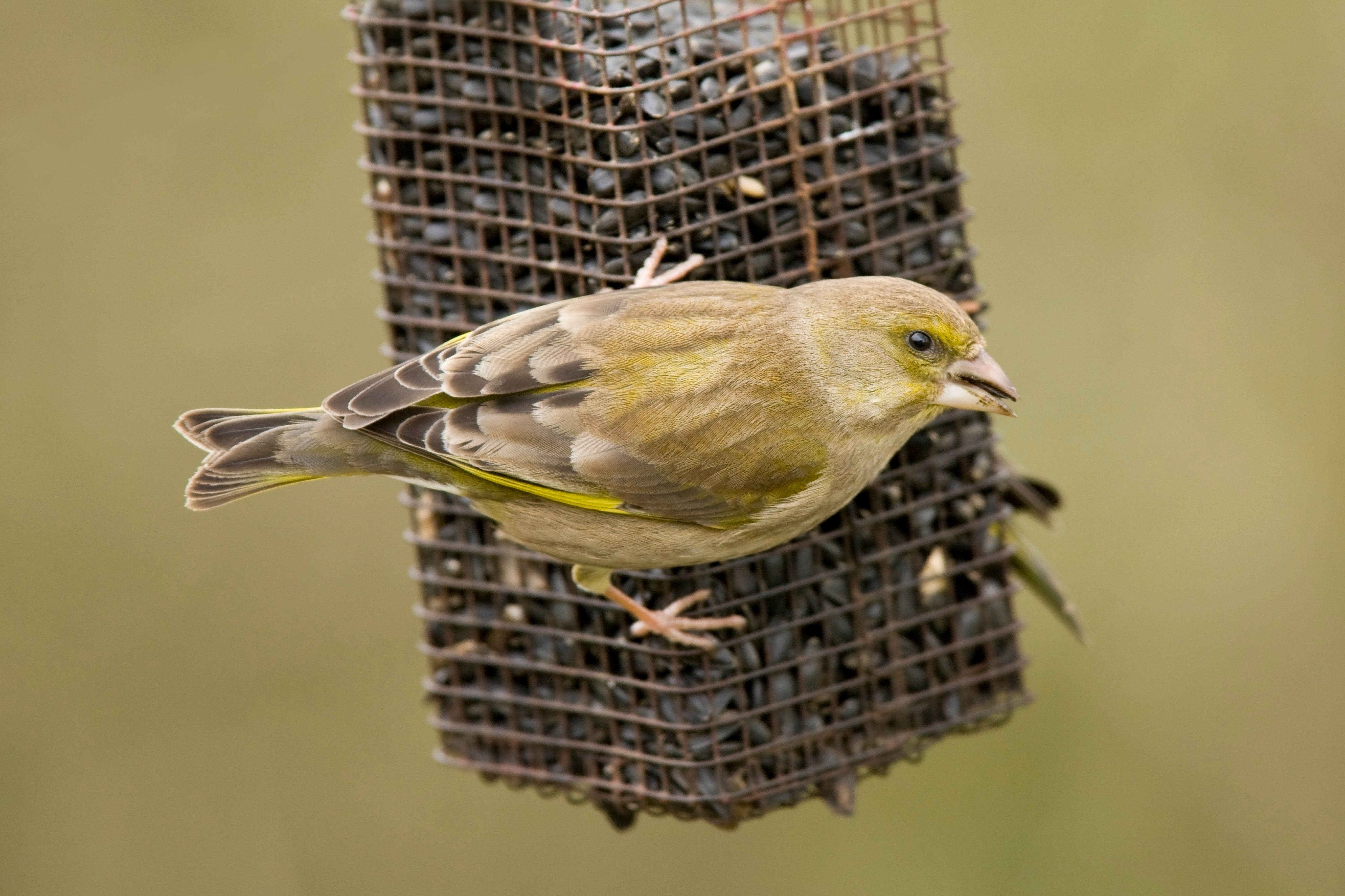 <p>Greenfinches have been added to the UK’s red list for birds</p>