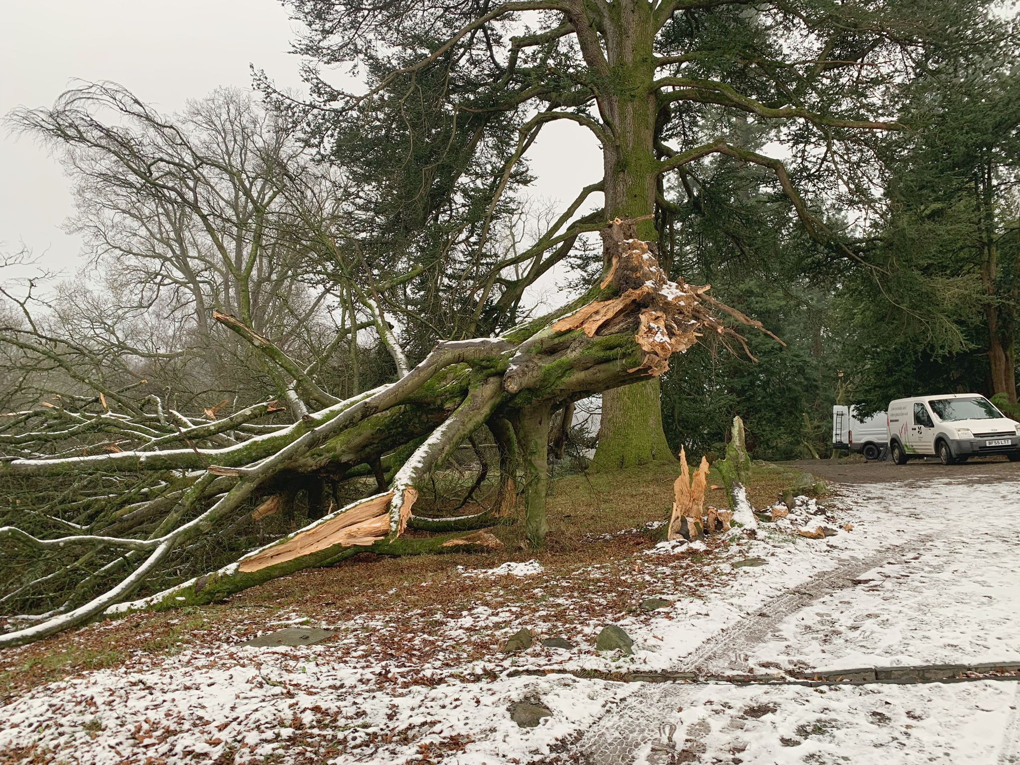 A tree brought down at Wray Castle, Lake District (National Trust/PA)