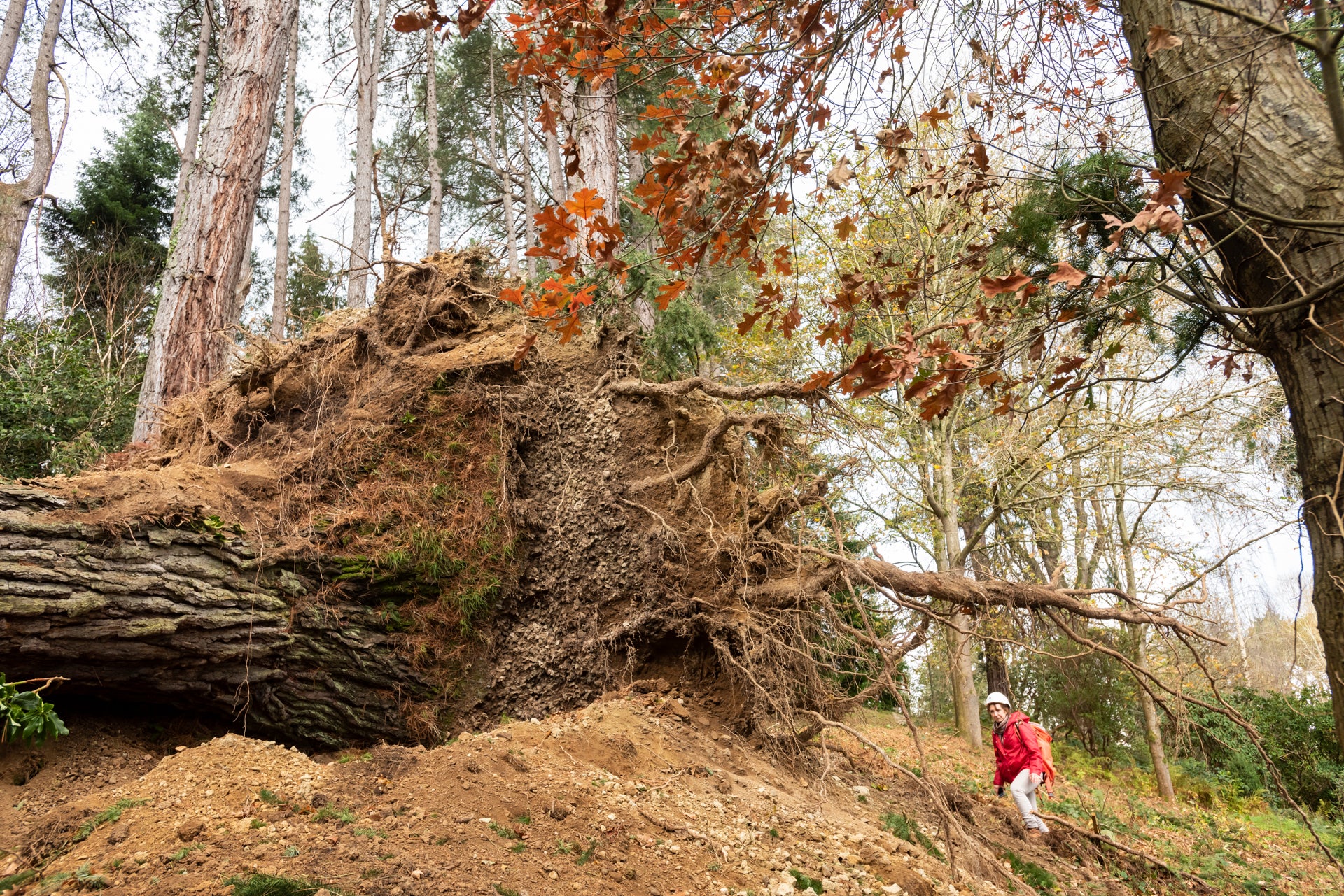 Tree uprooted by the storm at Bodnant Gardens (Paul Harris/National Trust/PA)