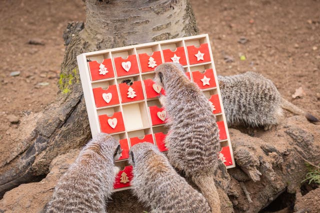 Zookeepers at the Zoo gifted a specially-made festive calendar to the furry family filled with their favourite snack – crickets (ZSL London Zoo/PA)