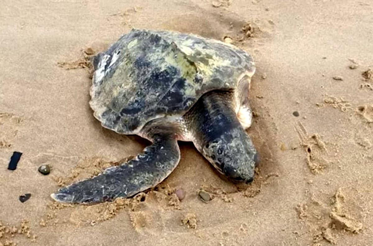 World’s rarest sea turtle washes up on Wales beach 5,200 miles from home